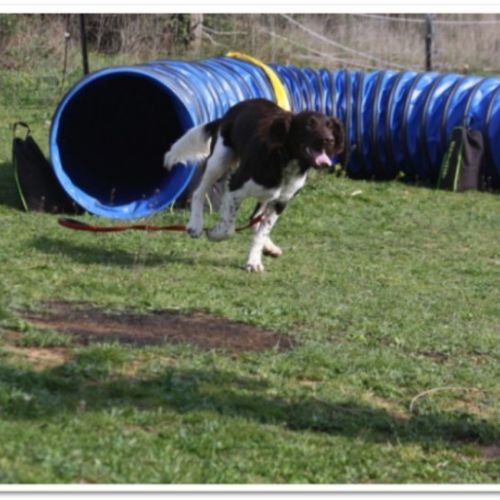 Entre chiens et nous comportementaliste éducateur canin