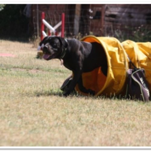 Entre chiens et nous comportementaliste éducateur canin