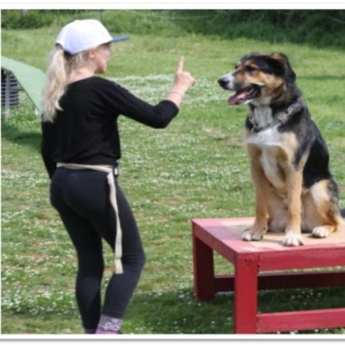 Entre chiens et nous comportementaliste éducateur canin