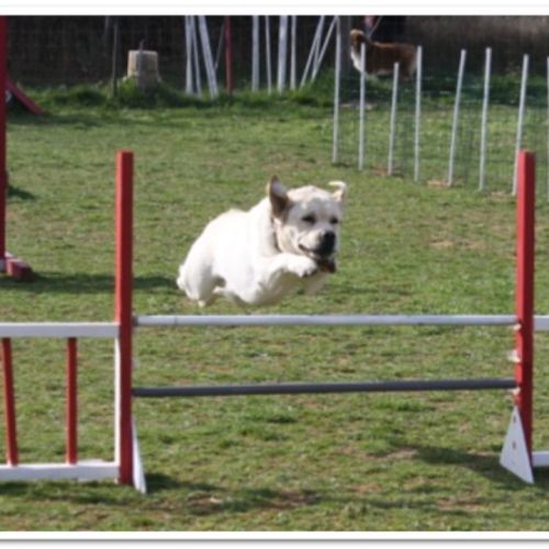 Entre chiens et nous comportementaliste éducateur canin