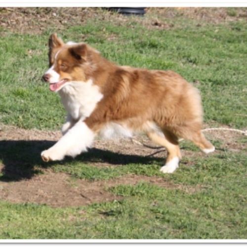 Entre chiens et nous comportementaliste éducateur canin