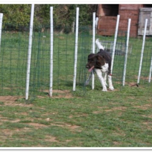 Entre chiens et nous comportementaliste éducateur canin