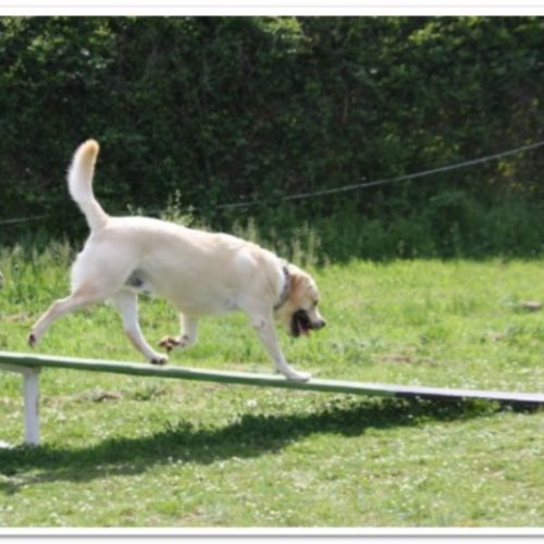 Entre chiens et nous comportementaliste éducateur canin