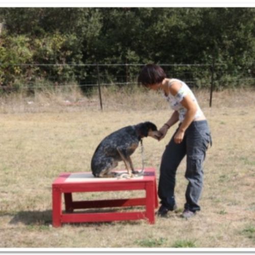 Entre chiens et nous comportementaliste éducateur canin