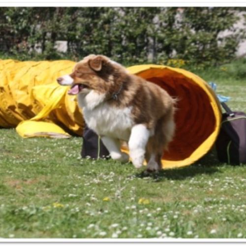 Entre chiens et nous comportementaliste éducateur canin