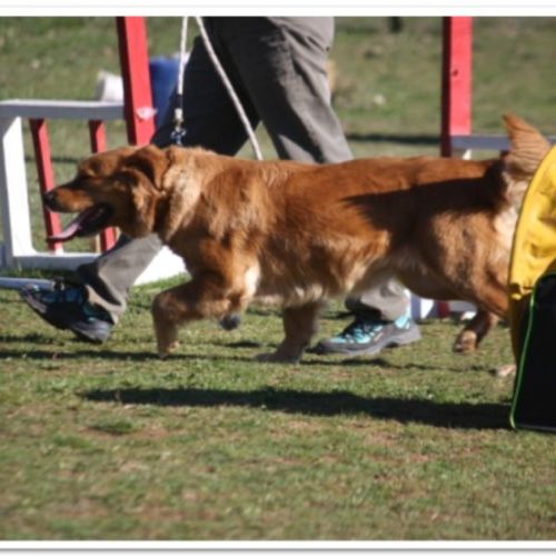 Entre chiens et nous comportementaliste éducateur canin