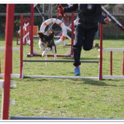 Entre chiens et nous comportementaliste éducateur canin