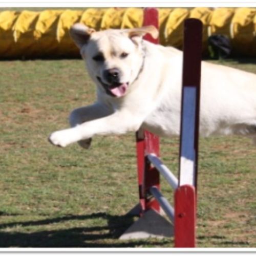 Entre chiens et nous comportementaliste éducateur canin