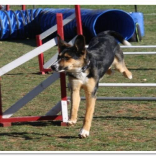 Entre chiens et nous comportementaliste éducateur canin