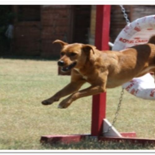 Entre chiens et nous comportementaliste éducateur canin