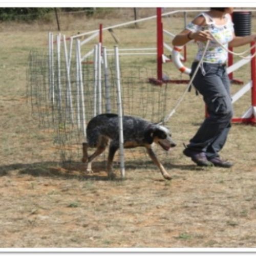 Entre chiens et nous comportementaliste éducateur canin
