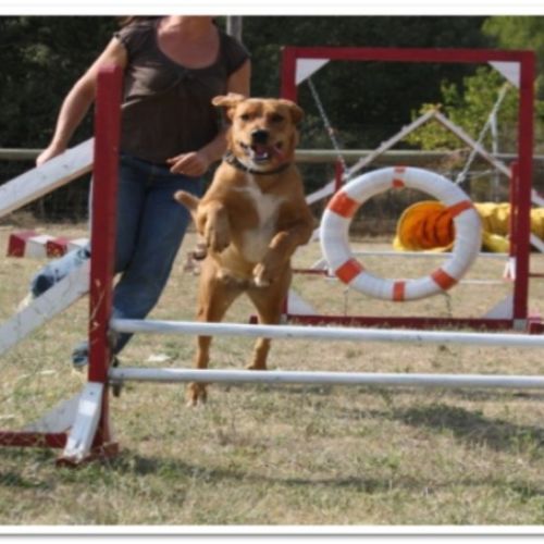 Entre chiens et nous comportementaliste éducateur canin