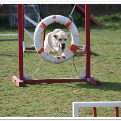 Entre chiens et nous comportementaliste éducateur canin