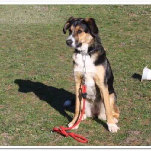 Entre chiens et nous comportementaliste éducateur canin