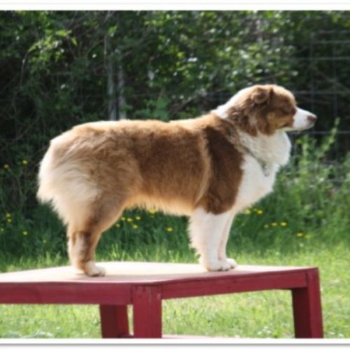 Entre chiens et nous comportementaliste éducateur canin