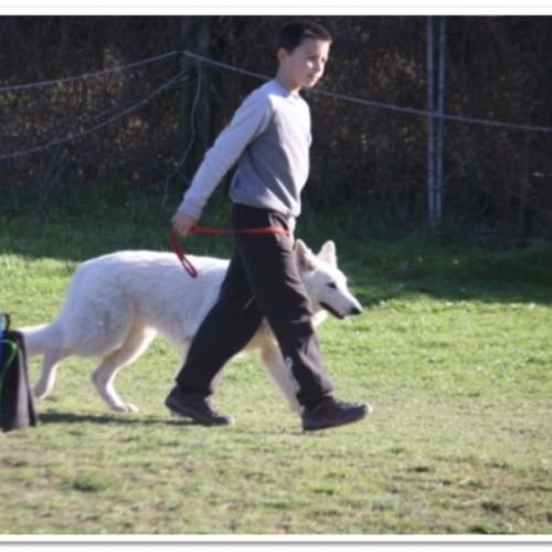 Entre chiens et nous comportementaliste éducateur canin