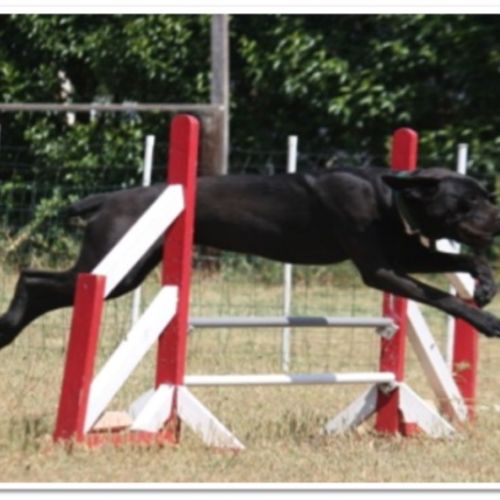 Entre chiens et nous comportementaliste éducateur canin