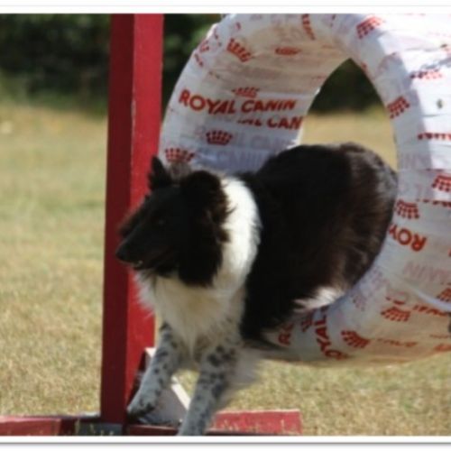 Entre chiens et nous comportementaliste éducateur canin