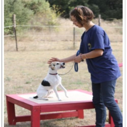 Entre chiens et nous comportementaliste éducateur canin