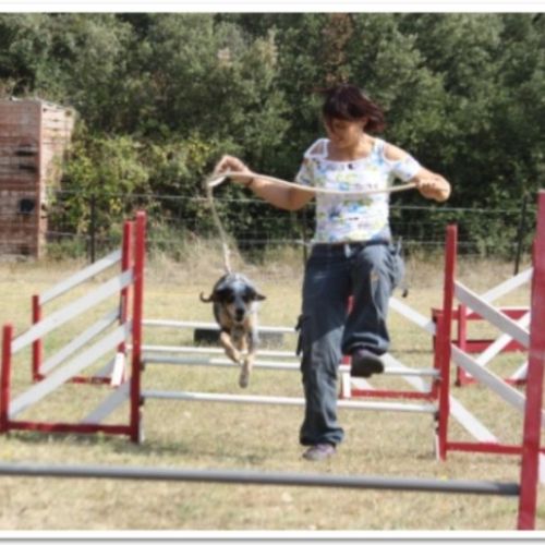 Entre chiens et nous comportementaliste éducateur canin