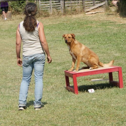 Entre chiens et nous comportementaliste éducateur canin