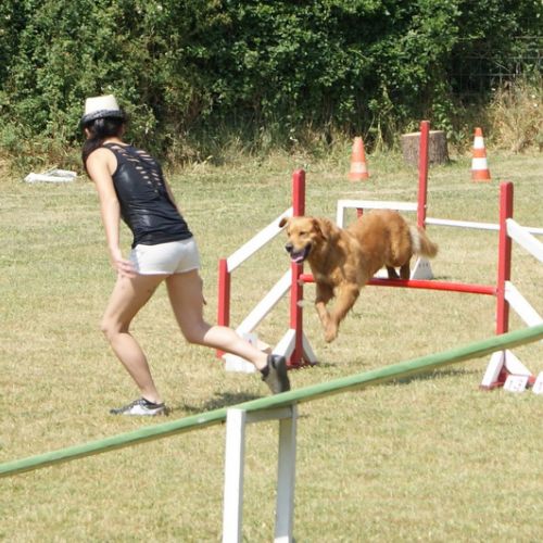Entre chiens et nous comportementaliste éducateur canin