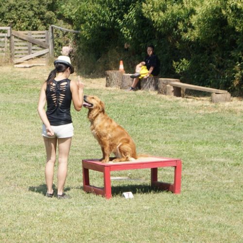 Entre chiens et nous comportementaliste éducateur canin