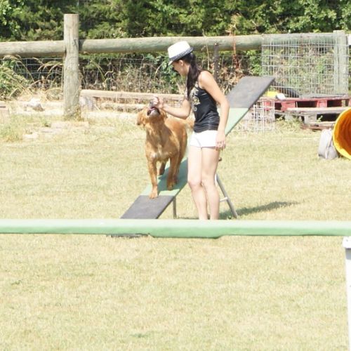 Entre chiens et nous comportementaliste éducateur canin