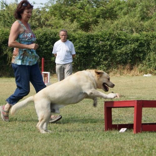 Entre chiens et nous comportementaliste éducateur canin