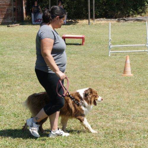 Entre chiens et nous comportementaliste éducateur canin