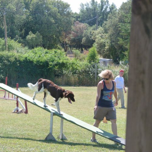 Entre chiens et nous comportementaliste éducateur canin