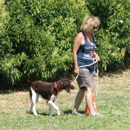 Entre chiens et nous comportementaliste éducateur canin