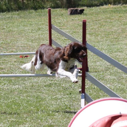Entre chiens et nous comportementaliste éducateur canin