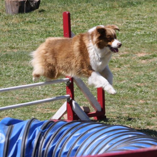 Entre chiens et nous comportementaliste éducateur canin