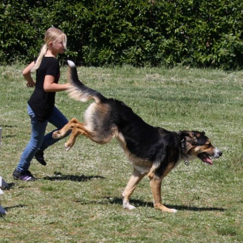 Entre chiens et nous comportementaliste éducateur canin