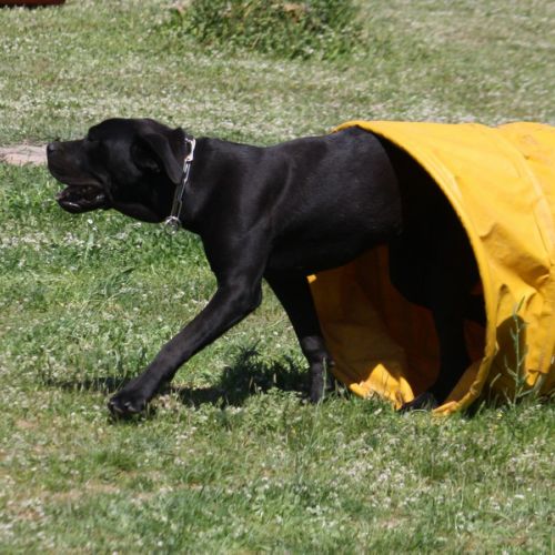 Entre chiens et nous comportementaliste éducateur canin