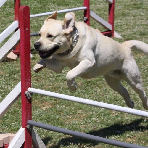 Entre chiens et nous comportementaliste éducateur canin