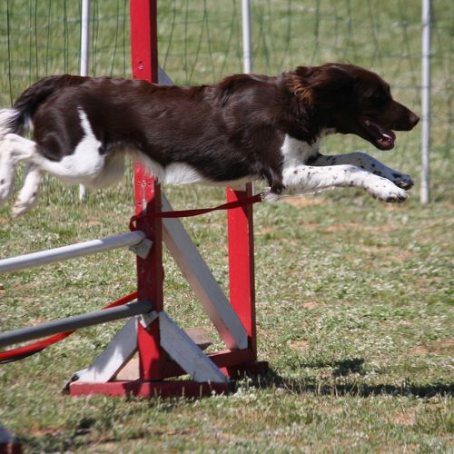 Entre chiens et nous comportementaliste éducateur canin