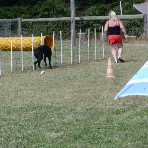 Entre chiens et nous comportementaliste éducateur canin