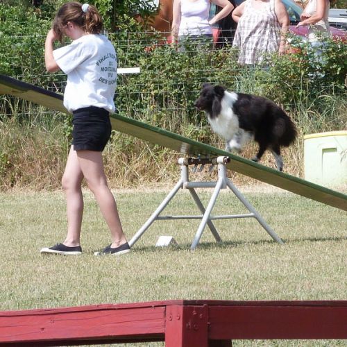 Entre chiens et nous comportementaliste éducateur canin
