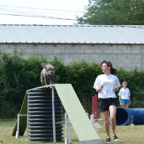 Entre chiens et nous comportementaliste éducateur canin