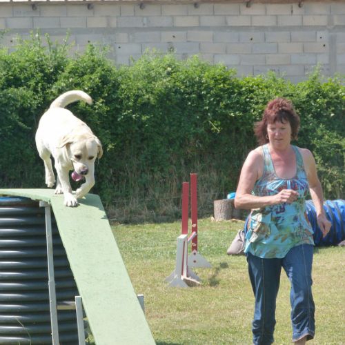 Entre chiens et nous comportementaliste éducateur canin