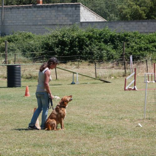 Entre chiens et nous comportementaliste éducateur canin