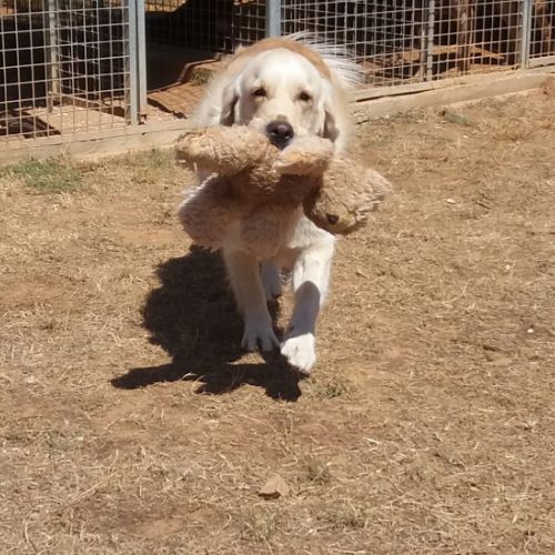 Pension canine