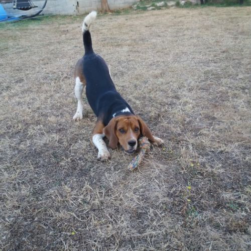 Pension canine