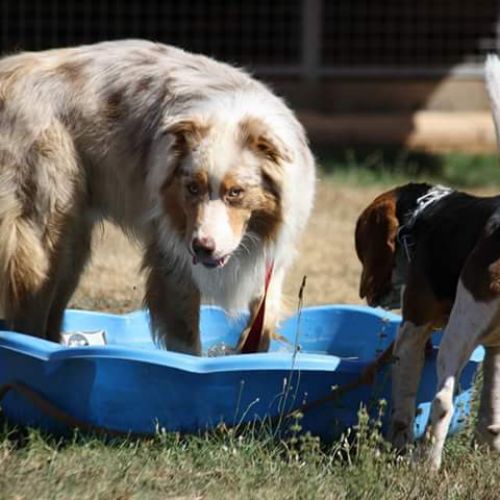 Pension canine