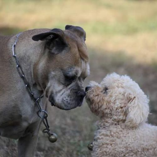 Pension canine