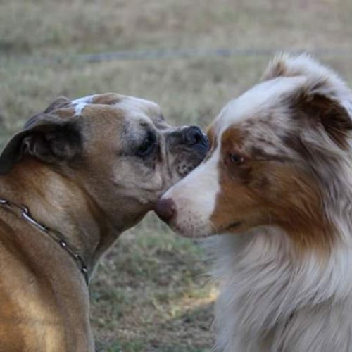 Pension canine