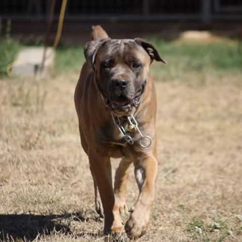 Pension canine