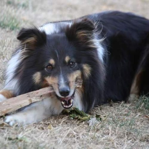 Pension canine